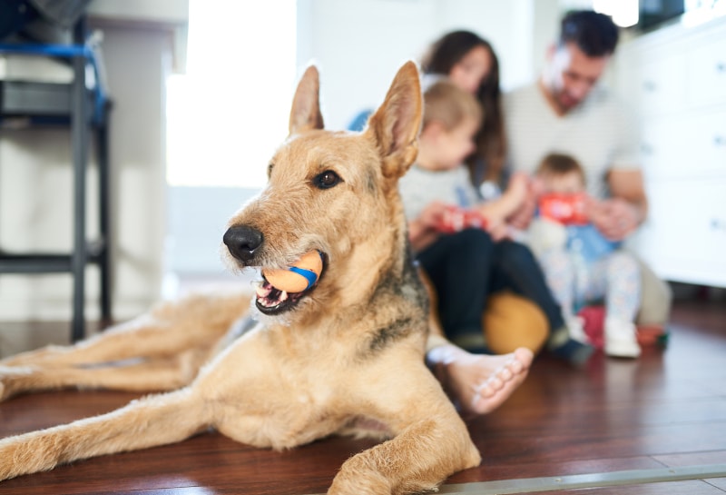 Pets Can Have a Negative Effect on Indoor Air Quality in Kinston, NC